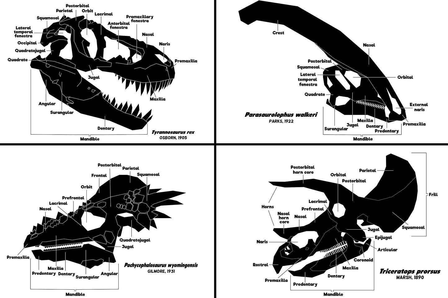 Dinosaur Skull Diagram Shirt (Adult)