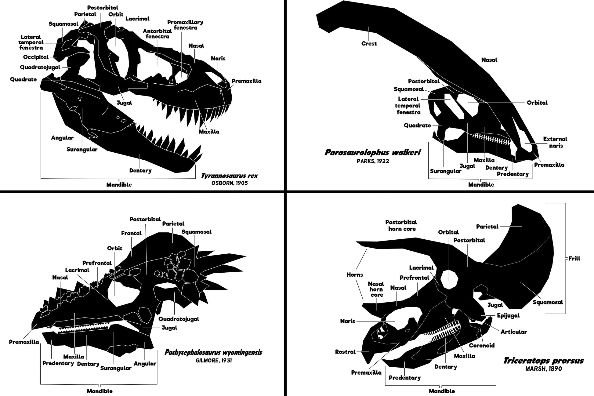 Dinosaur Skull Diagram Shirt (Adult)