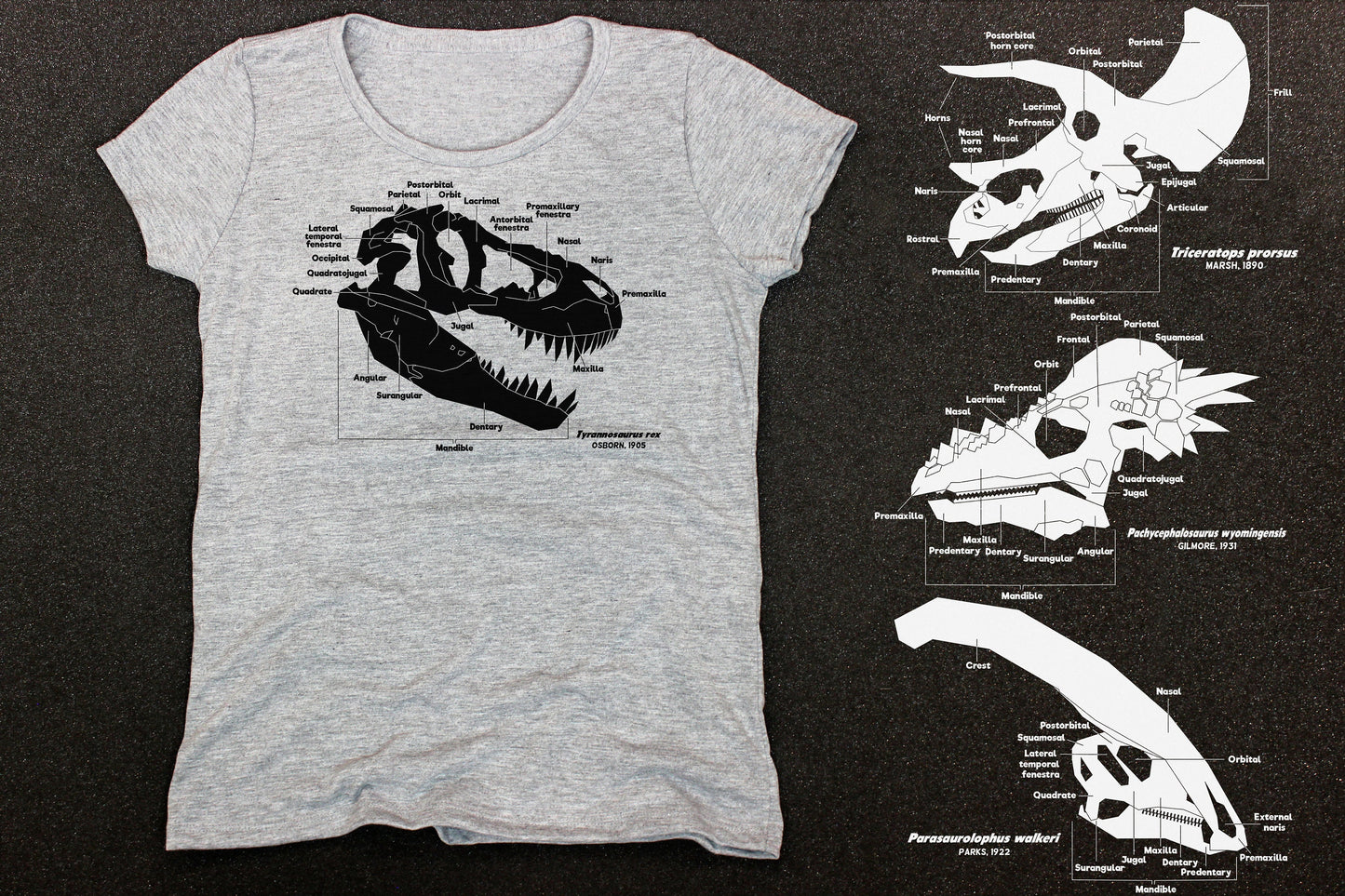 Dinosaur Skull Diagram Shirt (Adult -- "Ladies' " Cut)