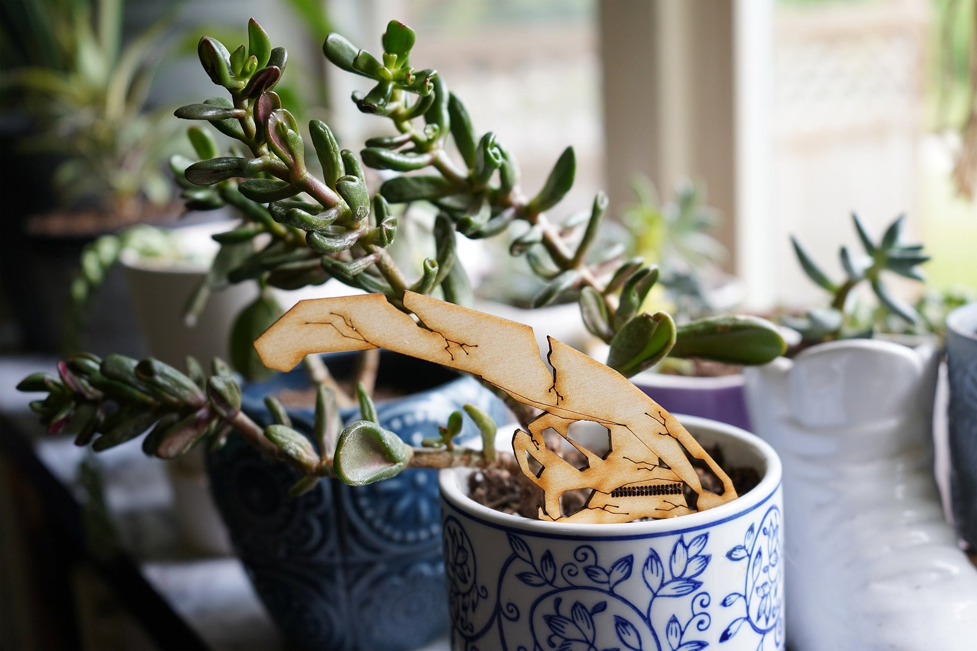 Dinosaur Skull Plant Buddies (Pick Your Dino!)