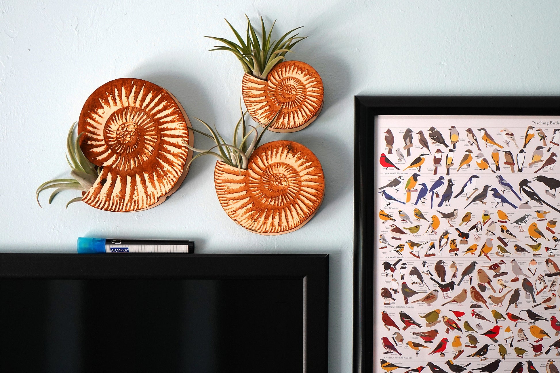 Ammonite Shell Air Plant Holder