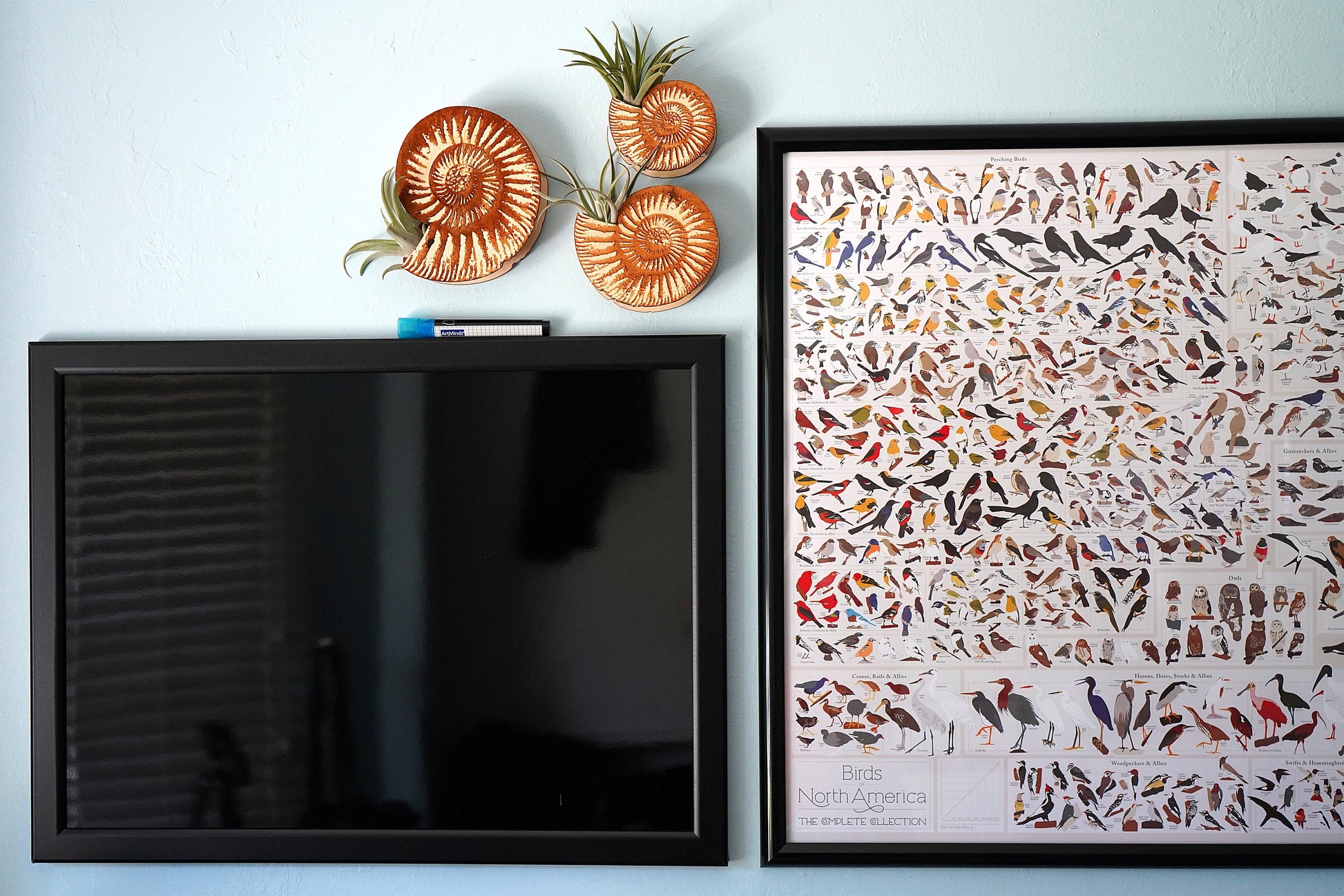 Ammonite Shell Air Plant Holder