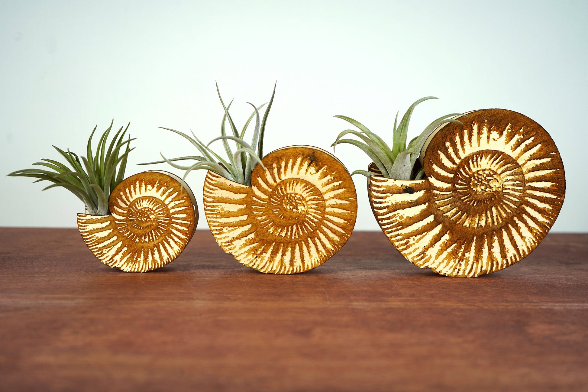 Ammonite Shell Air Plant Holder