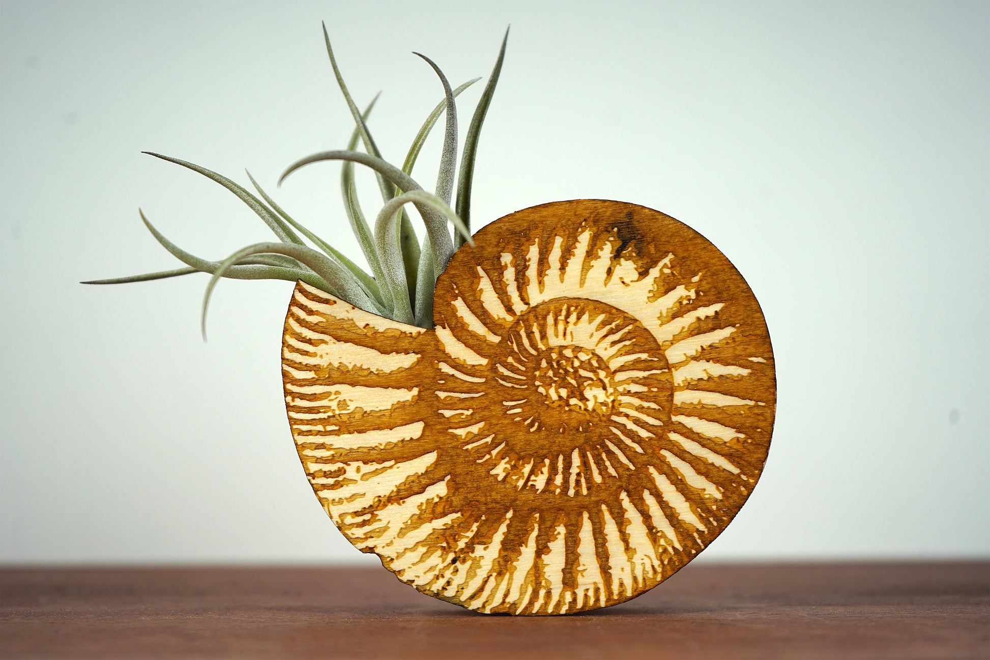 Ammonite Shell Air Plant Holder