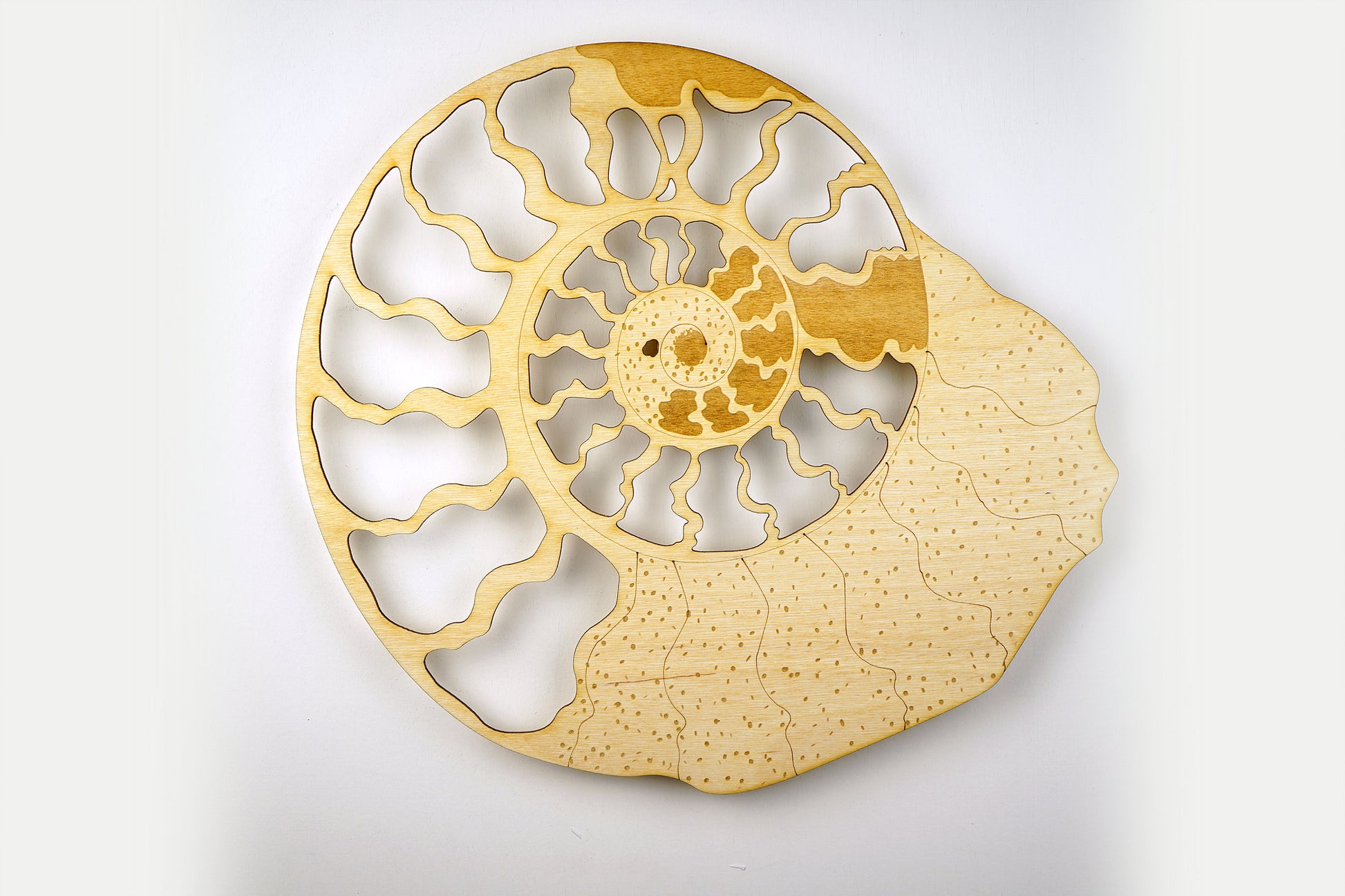 Ammonite Fossil Jewelry Holder